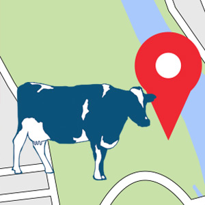 get your pin icon with dairy cow